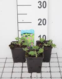 Attēlu rezultāti vaicājumam “Geranium palustre fruit”