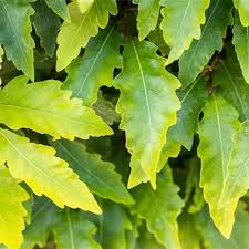 Attēlu rezultāti vaicājumam “Fagus sylvatica fo. laciniata”