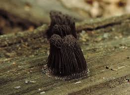 Attēlu rezultāti vaicājumam “Stemonitis axifera”