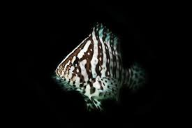 Image result for Dermatolepis inermis