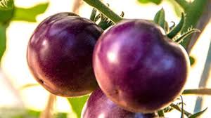 Afbeeldingsresultaat voor prudence purple tomato