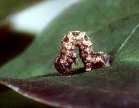 Attēlu rezultāti vaicājumam “Pareulype berberata”