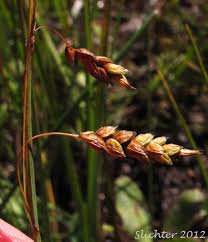 Attēlu rezultāti vaicājumam “Carex limosa”