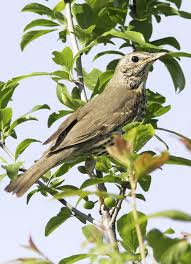 Attēlu rezultāti vaicājumam “Turdus philomelos adult”