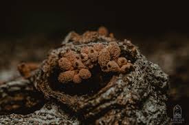 Attēlu rezultāti vaicājumam “Lamproderma arcyrioides stalked”