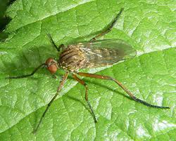 Attēlu rezultāti vaicājumam “Empis sp.”