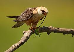 Image result for Falco vespertinus