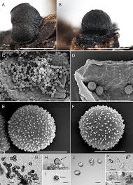 Attēlu rezultāti vaicājumam “Arcyria affinis young”