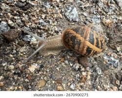 Attēlu rezultāti vaicājumam “Helicidae”