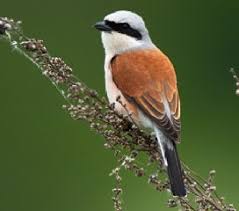 Attēlu rezultāti vaicājumam “Lanius collurio”