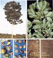 Rubber Tree (Hevea brasiliensis)