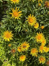 Attēlu rezultāti vaicājumam “Inula salicina leaf”