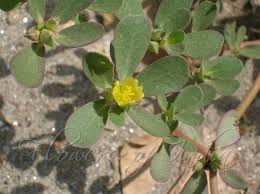 Attēlu rezultāti vaicājumam “Portulaca oleracea leaf”