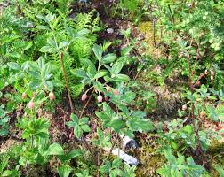 Attēlu rezultāti vaicājumam “Menziesia ferruginea”