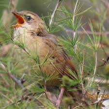 Image result for Locustella fluviatilis