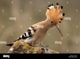 Attēlu rezultāti vaicājumam “Upupa epops”