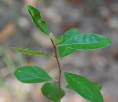 Attēlu rezultāti vaicājumam “Lycogala botrydium sessile”