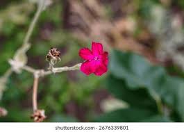 Attēlu rezultāti vaicājumam “Silene viscaria bud”