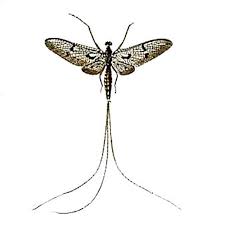 Attēlu rezultāti vaicājumam “Ephemera vulgata”