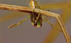 Attēlu rezultāti vaicājumam “Notonecta glauca”