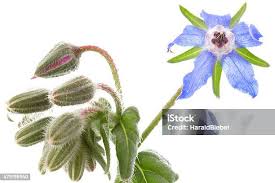Attēlu rezultāti vaicājumam “Borago officinalis bud”