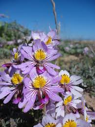 Image result for Schizanthus