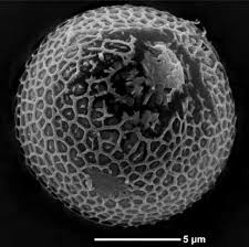 Attēlu rezultāti vaicājumam “Sphacelotheca hydropiperis”