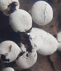 Attēlu rezultāti vaicājumam “Diderma hemisphaericum”