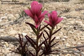 Attēlu rezultāti vaicājumam “Tortula lingulata”
