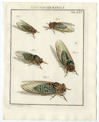 Attēlu rezultāti vaicājumam “Auchenorrhyncha”