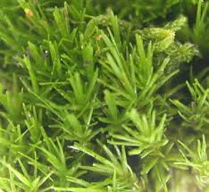 Attēlu rezultāti vaicājumam “Dicranum spurium”