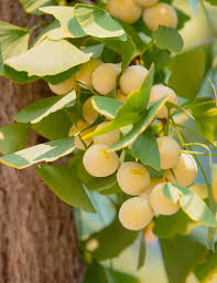 Attēlu rezultāti vaicājumam “Ginkgo biloba fruit”