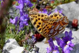 Attēlu rezultāti vaicājumam “Issoria lathonia upperside”