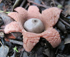 Attēlu rezultāti vaicājumam “Geastrum rufescens”