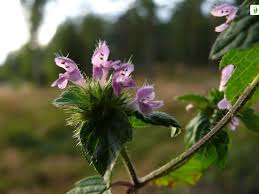 Attēlu rezultāti vaicājumam “Galeopsis bifida leaf”