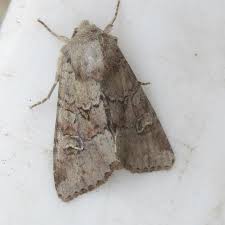 Attēlu rezultāti vaicājumam “Apamea sordens”