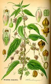 Attēlu rezultāti vaicājumam “Cuscuta europaea flower”