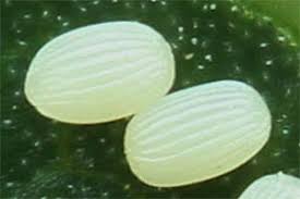 Attēlu rezultāti vaicājumam “Pediasia fascelinella”