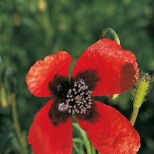 Attēlu rezultāti vaicājumam “Papaver argemone”