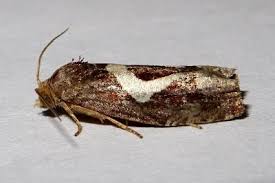 Attēlu rezultāti vaicājumam “Epiblema foenella”