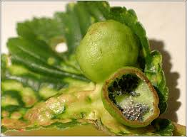 Attēlu rezultāti vaicājumam “Tetraneura ulmi”