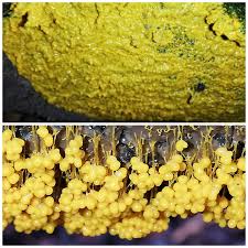 Attēlu rezultāti vaicājumam “Badhamia utricularis young”