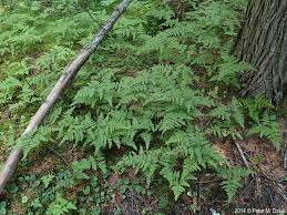 Attēlu rezultāti vaicājumam “Gymnocarpium robertianum”