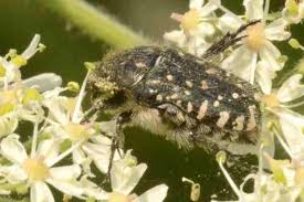 Attēlu rezultāti vaicājumam “Oxythyrea funesta”