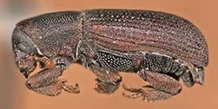 Attēlu rezultāti vaicājumam “Hylastes sp.”