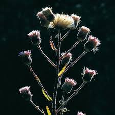 Attēlu rezultāti vaicājumam “Erigeron acris”