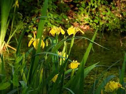 Attēlu rezultāti vaicājumam “Oenothera rubricauli flower”