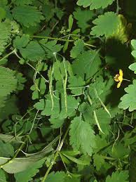 Attēlu rezultāti vaicājumam “Chelidonium majus leaf”