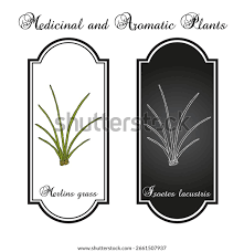 Attēlu rezultāti vaicājumam “Isoetes lacustris leaf”