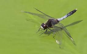 Attēlu rezultāti vaicājumam “Leucorrhinia”